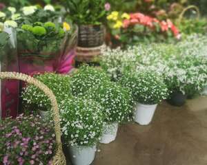 满天星叶子干枯怎么办