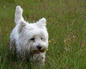 六招改善狗狗皮屑困扰问题