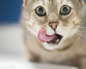 常见猫咪不能吃的食物