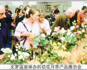 澳建成现代化月季温室