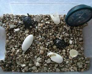 龟蛋孵化天数与积温的关系