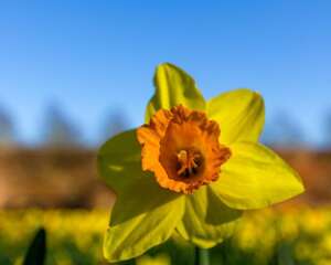 洋水仙有哪些品种