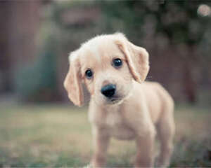 狗狗零食搭配喂食更好