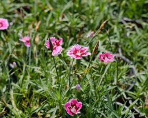 石竹怎么施肥，这样施肥轻松爆盆！