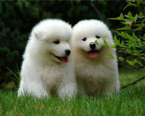 认识假狗粮之水分超标