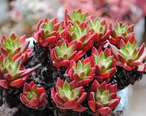多肉植物新生叶片变小无需刻意担心，注意打理还你最美品相