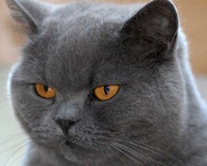 猫咪耳血肿的治疗方法