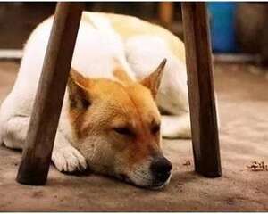 中华田园犬怎么训练？中华田园犬训练方法