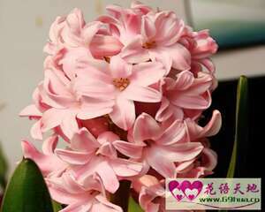 桃红色风信子的花语：希望获得芳心