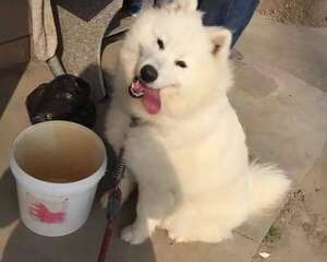 养狗之前要做好哪些心理准备？