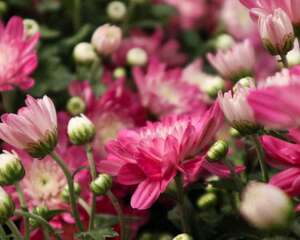 春天菊花怎么修剪