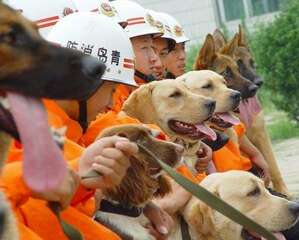 关于搜救犬的作用以及训练方法的介绍