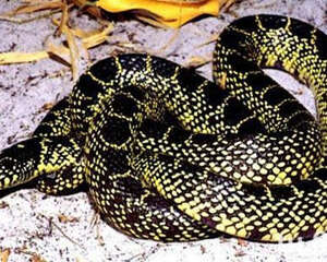 澳洲老虎蛇的生活环境要求