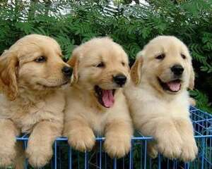 狗缺钙吃什么？狗缺钙的症状