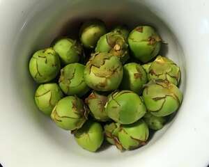 这花必须“掐”，否则不开花，越养越差劲！