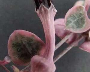 萝藦科，看上去就不像地球生物的神奇物种