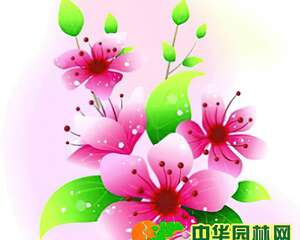 玫瑰插花DIY