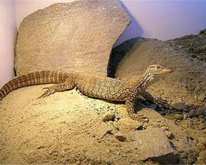 帝汶巨蜥的外形特点