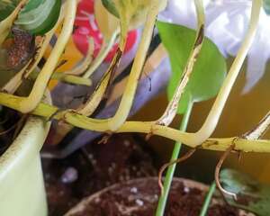 这花长了“长胡须”，压土里一埋，10天就生根，特简单！