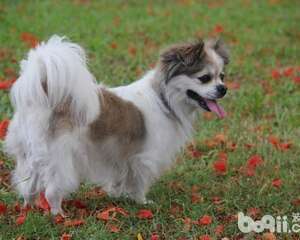 怎么选购一只优秀的蝴蝶犬？蝴蝶犬选购技巧