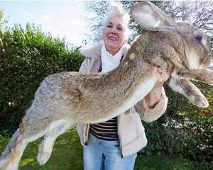 全世界上最大的兔子有多大？