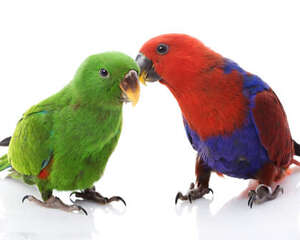 几种鹦鹉在家受伤的原因