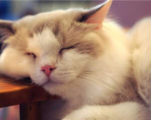 老猫猫粮的特点及选购要点