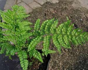 高山羊齿栽植管理