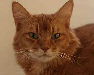 如何治疗及预防猫疥癣病