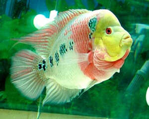 饲养罗汉鱼的常用术语