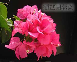 三角花间断扣水促花（图）