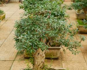 石榴花什么时候开花