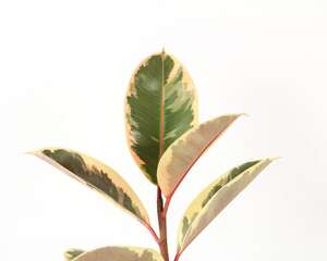 橡皮树怎么浇水