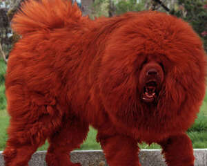 为什么藏獒价格那么高