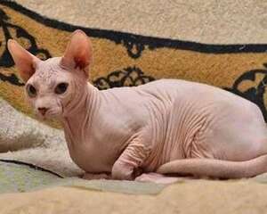无毛猫拉稀是因为肚子里有虫子吗？
