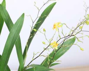 文心兰的花语及意义