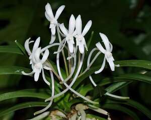 风兰 （富贵兰）的介绍与养护要点