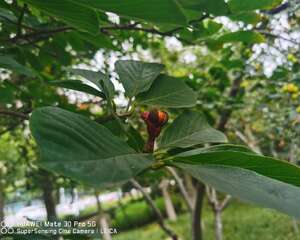 玉兰花的寓意和象征