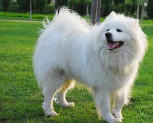 主人应经常观察狗狗的情绪