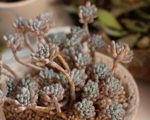 既萌态十足又极易群生：小而美的多肉植物豆豆家族系列大起底