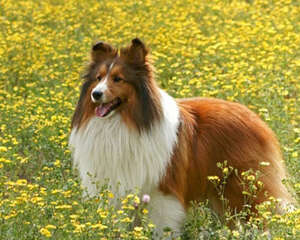 养喜乐蒂会碰到哪些问题