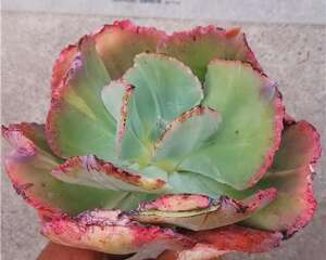多肉植物石化之美，相比缀化和出锦更加令人称奇与向往