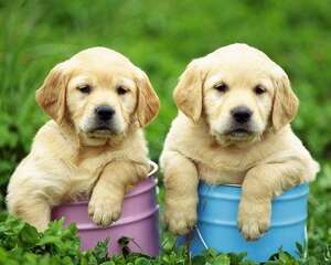 拉布拉多幼犬消化不良怎么回事