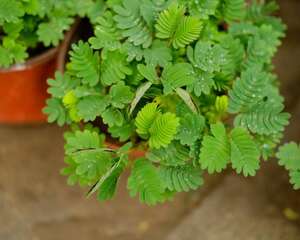 含羞草对居家环境的影响