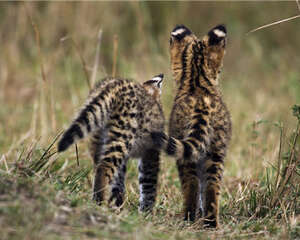 薮猫多少钱一只？