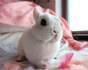 小兔子螨病的防治措施