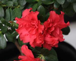 杜鹃花花期