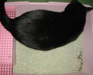 猫砂的种类和优缺点
