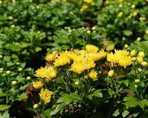 多头菊花怎么养殖（养殖方法详解）