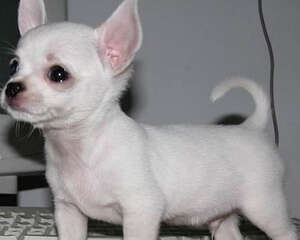 如何让狗狗变得更稳重